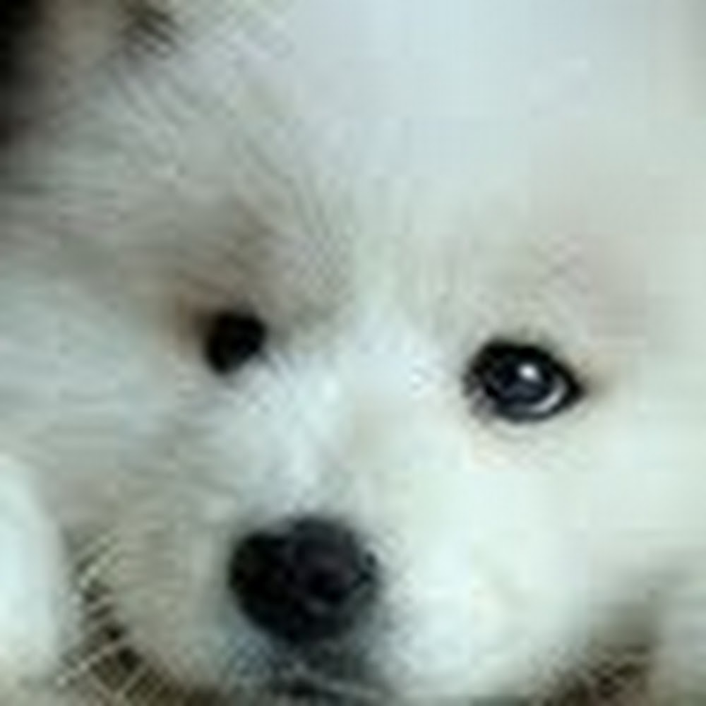 Meet your Posher, Shelley